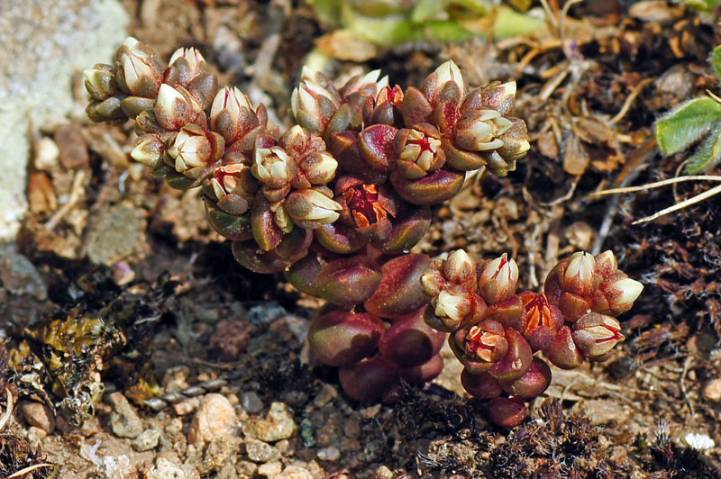 Sedum andegavense / Borracina d''Angi